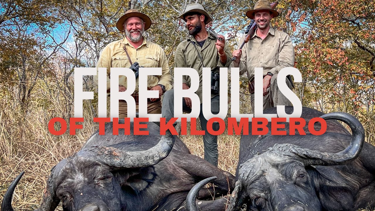 CAPE BUFFALO HUNTING | Fire Bulls of the Kilombero | TANZANIA SAFARI
