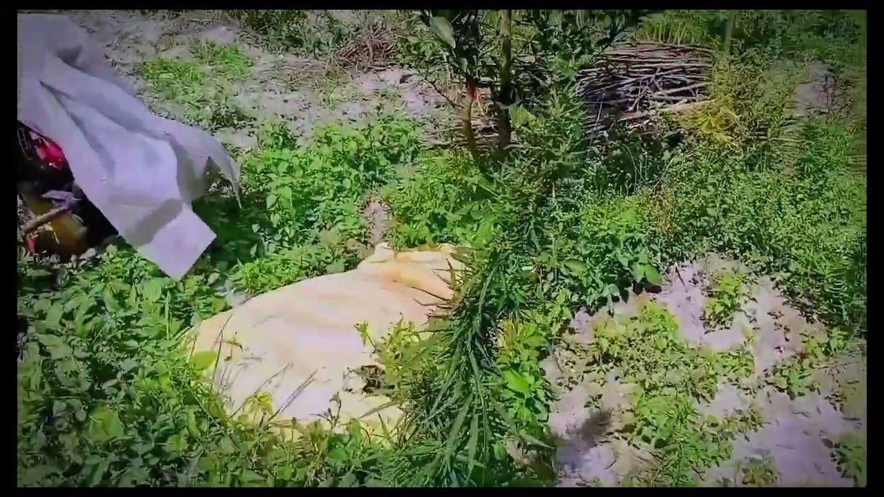 Weed in Nepal.Best grass found in season weed vlogs presentation.myagdi ko ganja. Organic Nepal.