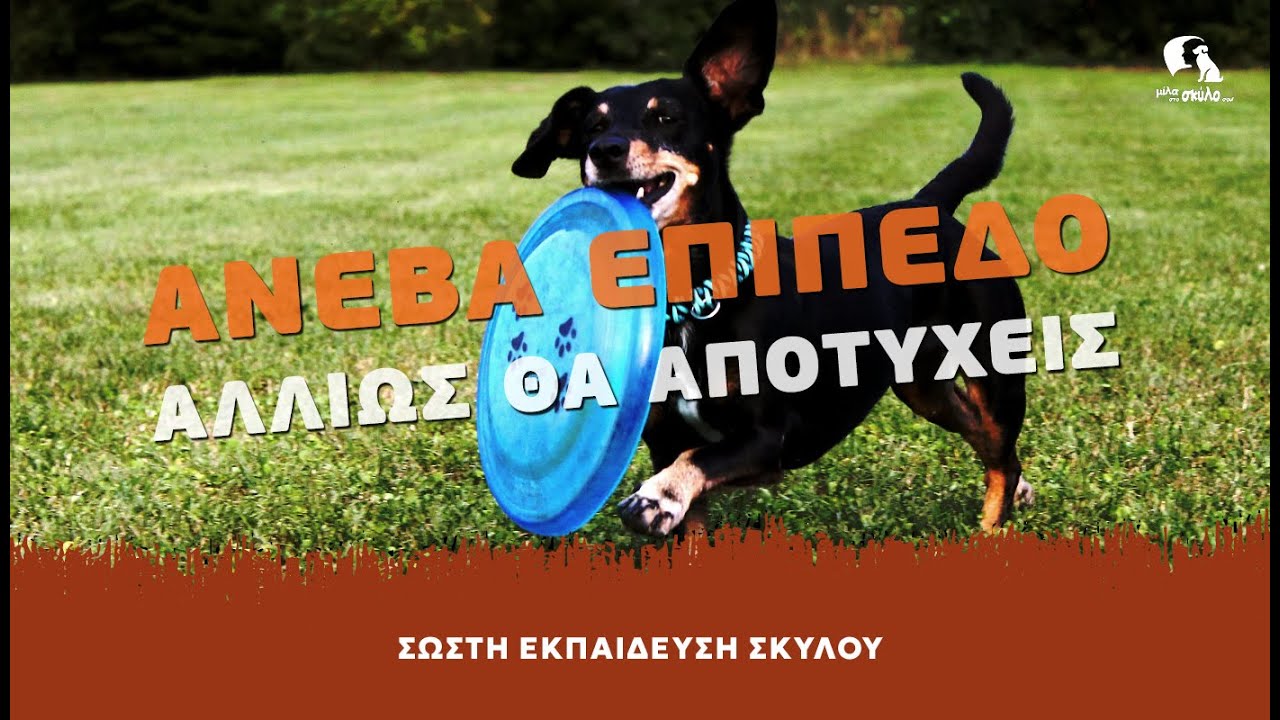 ΣΩΣΤΗ ΕΚΠΑΙΔΕΥΣΗ ΣΚΥΛΟΥ #8 - Ανέβα επίπεδο αλλιώς θα αποτύχεις - ΜΙΛΑ ΣΤΟ ΣΚΥΛΟ ΣΟΥ