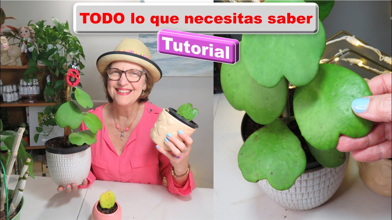 Qué hago para que mi planta Hoya corazón crezca rápido. Cómo multiplicarla por esquejes hojas #435