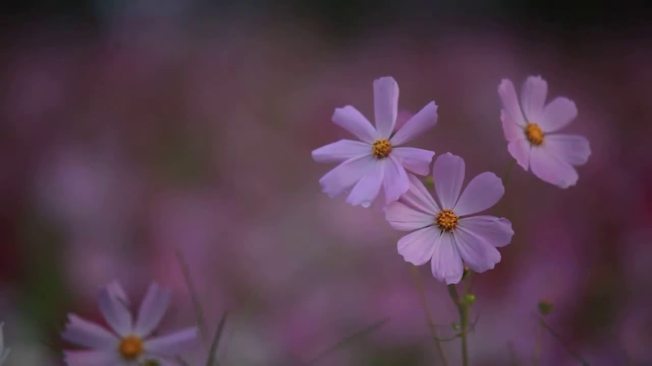 Beautiful Nature & Relaxing Music for Stress Relief &bull; Meditation & Sleep Music, Ambient Study Music