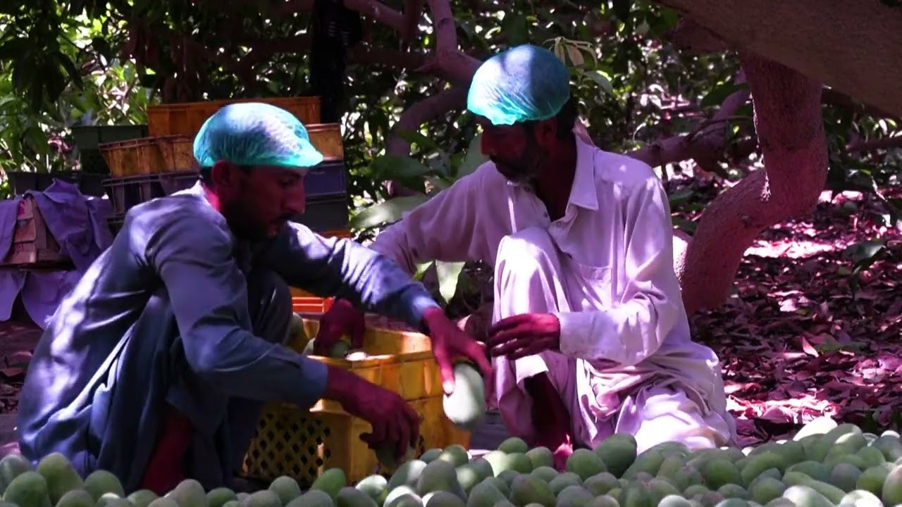 Pakistan's mango exports shrink as Middle East war impacts linger