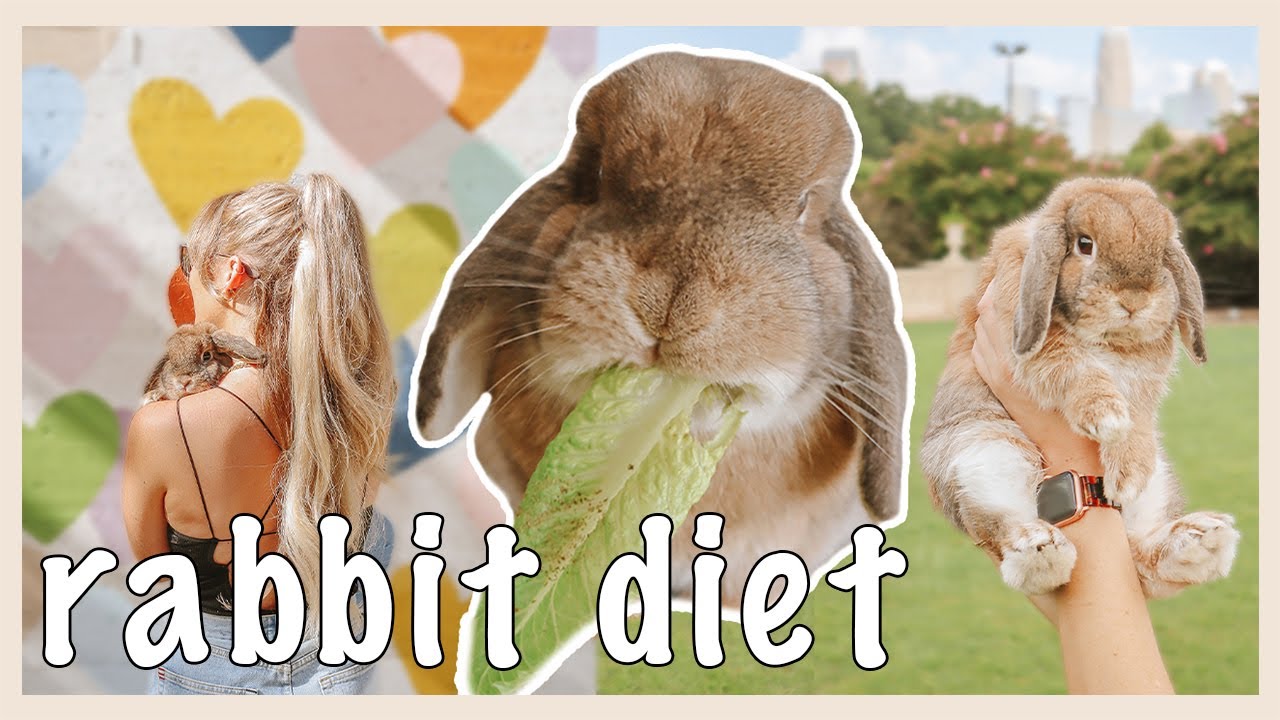 What My RABBIT Eats in a Day