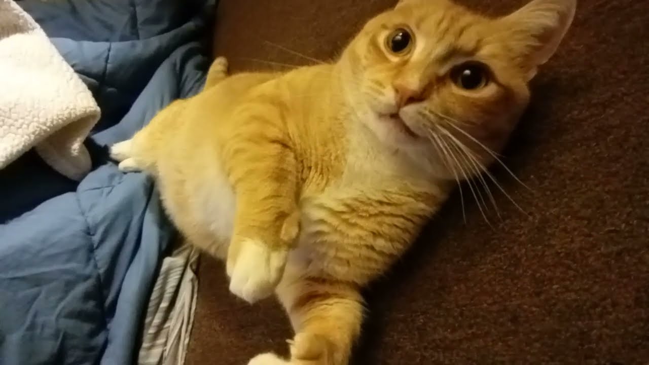 Kiss Cat the angler