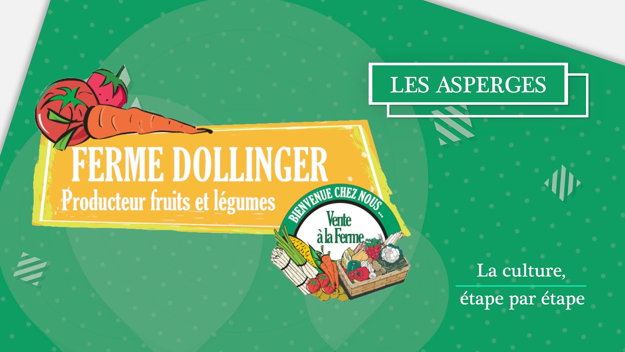 LES ASPERGES | La culture, étape par étape