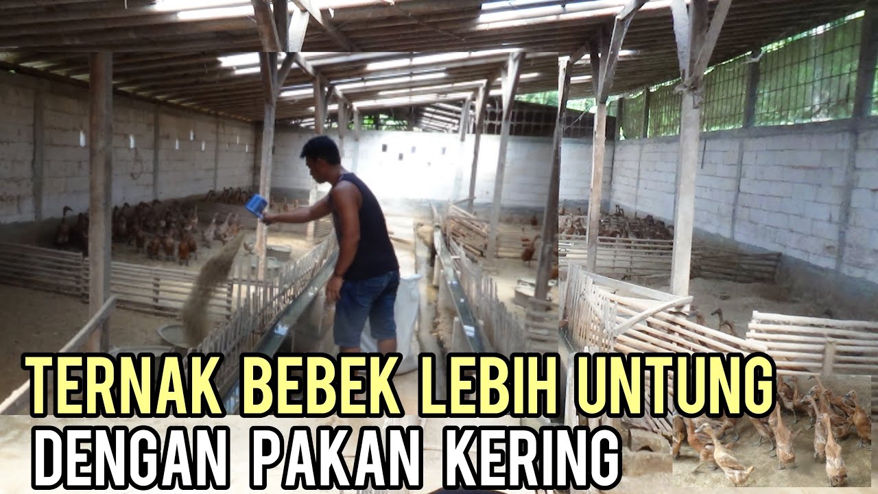 SUKSES TERNAK BEBEK PETELUR SISTEM INTENSIF LEBIH MENGUNTUNGKAN DENGAN PAKAN KERING
