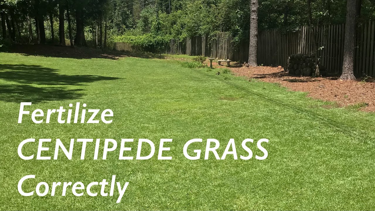 How to FERTILIZE Centipede Grass | Centipede Lawn Care