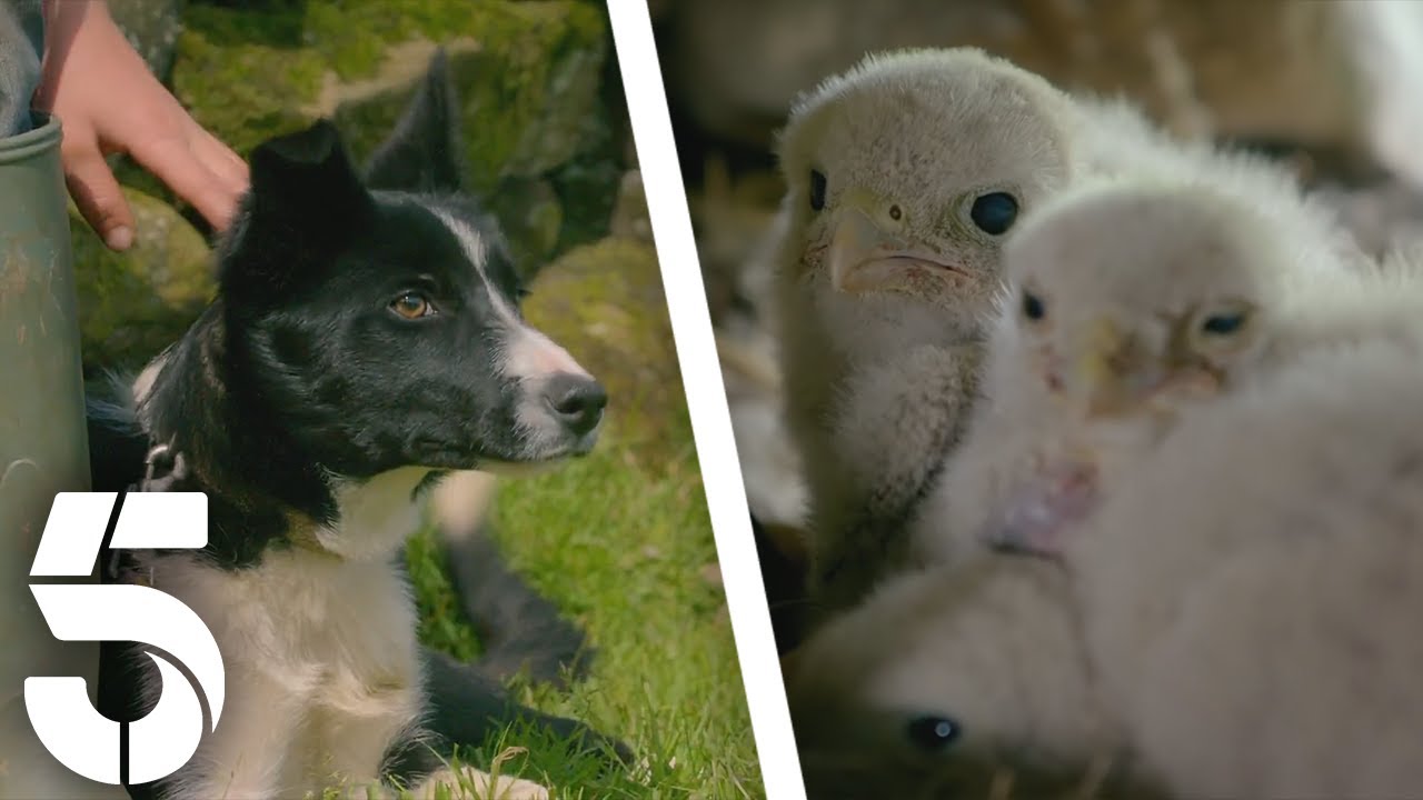 The Family Gains A New Member | Our Yorkshire Farm | Channel 5