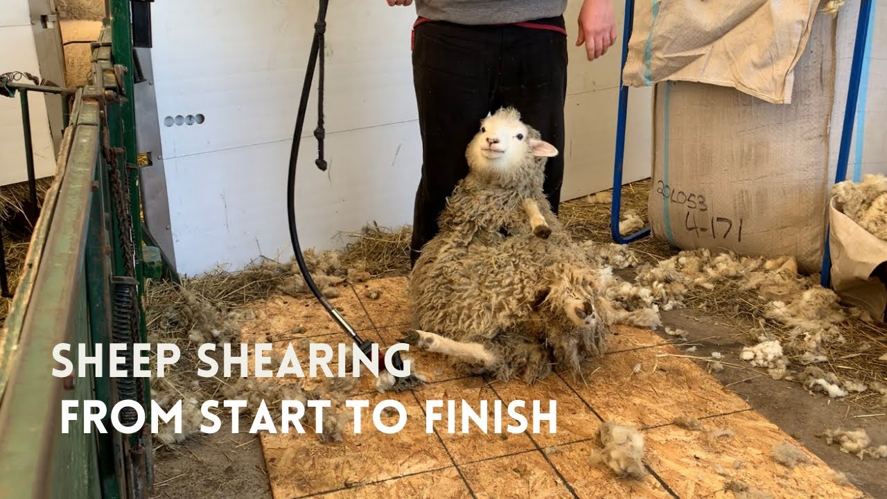 Sheep Shearing. From Start to Finish.