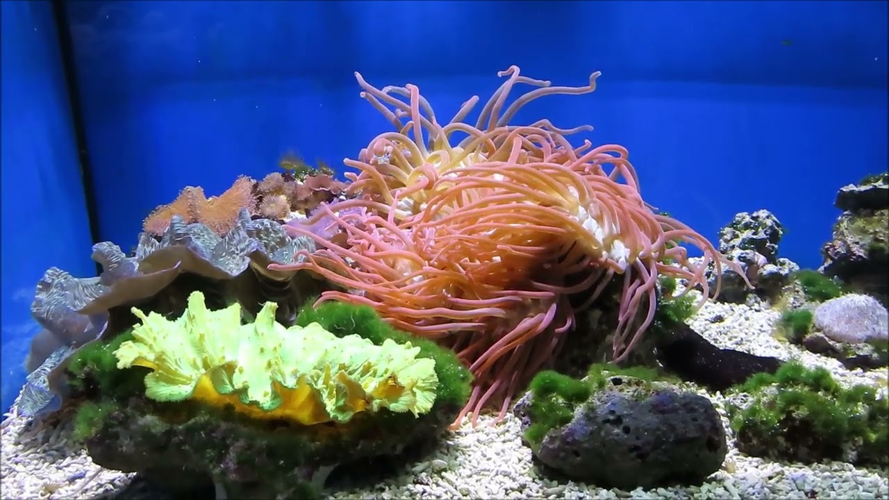 israel aquarium