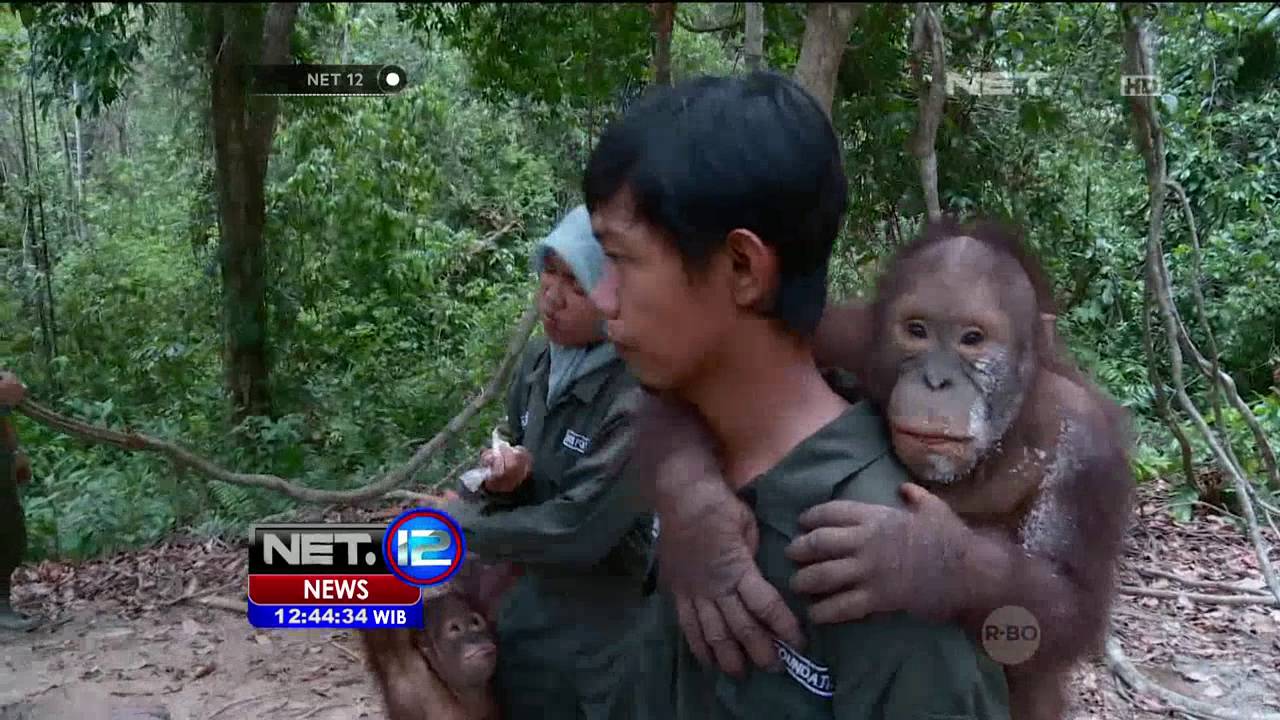 Pengabdian Dokter Hewan di Rehabilitasi Orang Utan - NET12