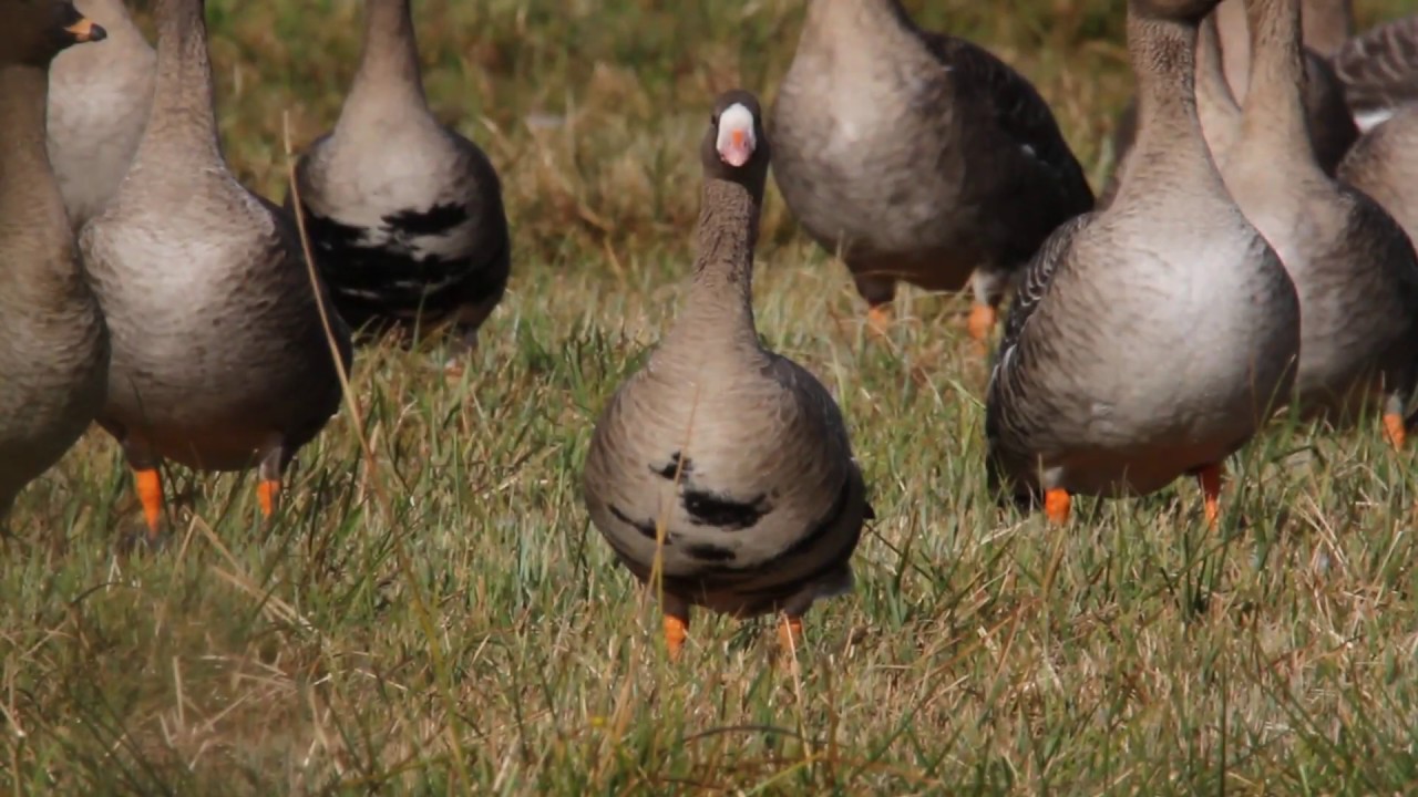 Wildes Leben im Naturpark Nuthe-Nieplitz (Trailer)