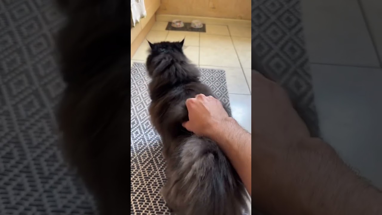 MA S&OElig;UR A RASER LE CHAT