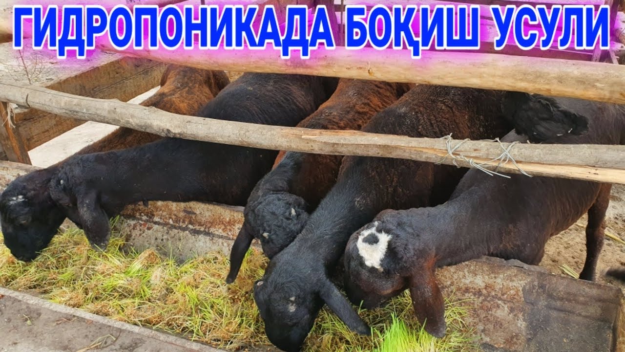 ГИДРОПОНИКАДА БОҚИШ УСУЛИ ВА ФОЙДАЛАРИ