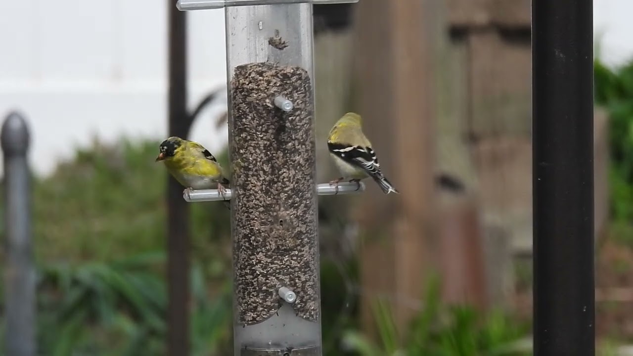 American gold finches eating black tie mix ￼