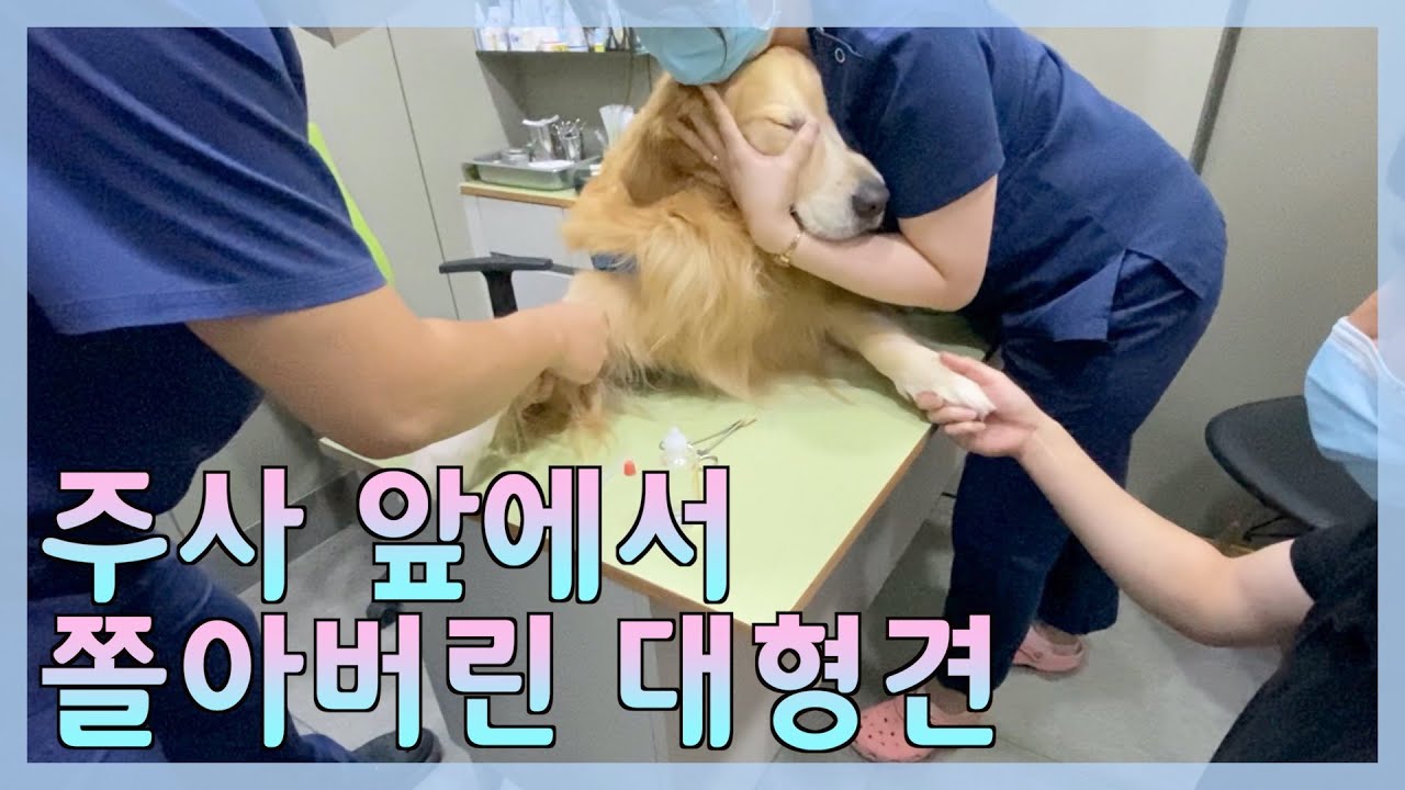 Eng)놀러가자고 뻥치고 병원에 데려온 리트리버 반응