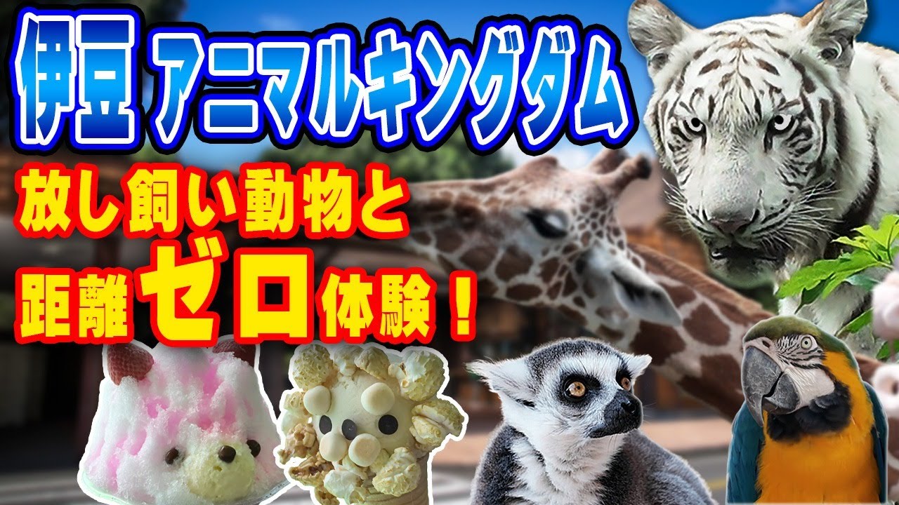 【伊豆ゆる旅】ホワイトタイガー・キリン・カピバラ！放し飼い動物と距離ゼロ体験 in 伊豆アニマルキングダム