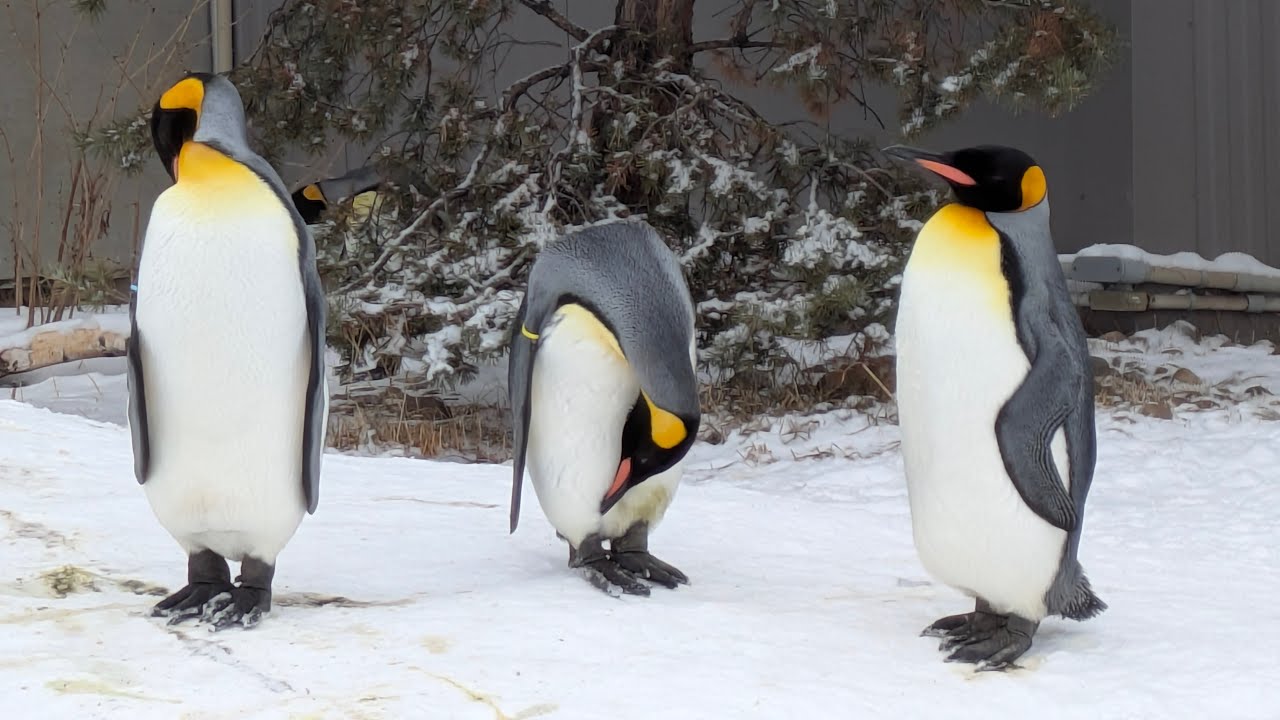 March of the Penguins ft. a Magpie, Calgary Zoo