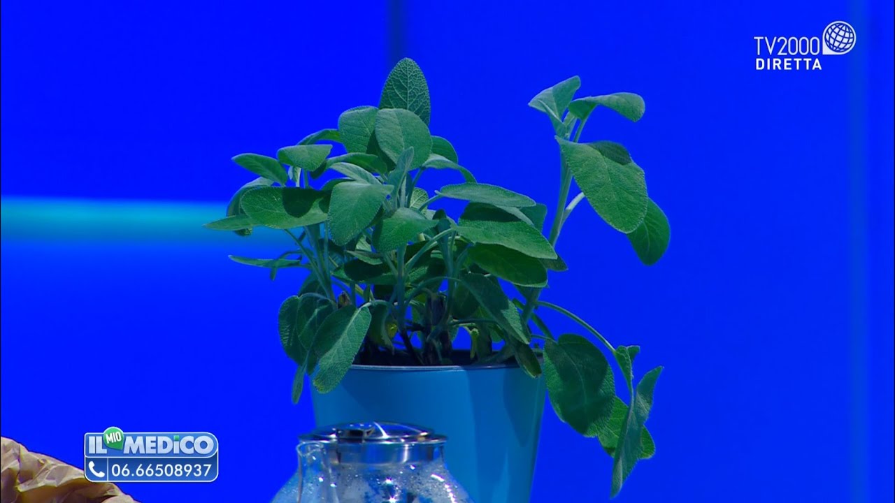 La salute in balcone con la salvia. Contro i disturbi della menopausa. La tisana per dormire bene