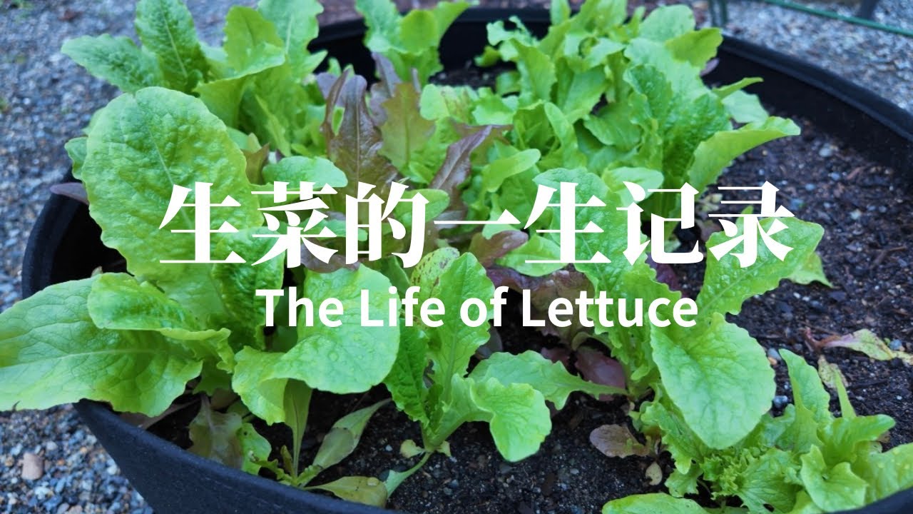 生菜种植记录｜从播种到可收获！