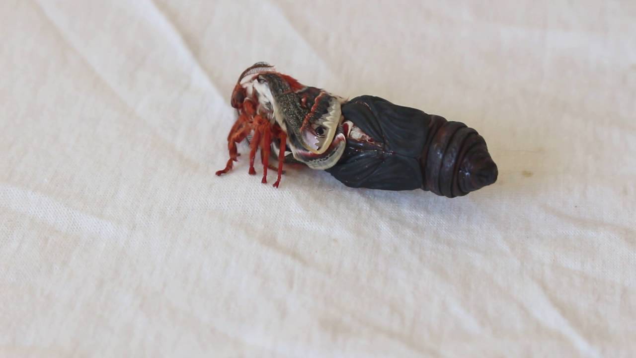 Emerging Cecropia Moth