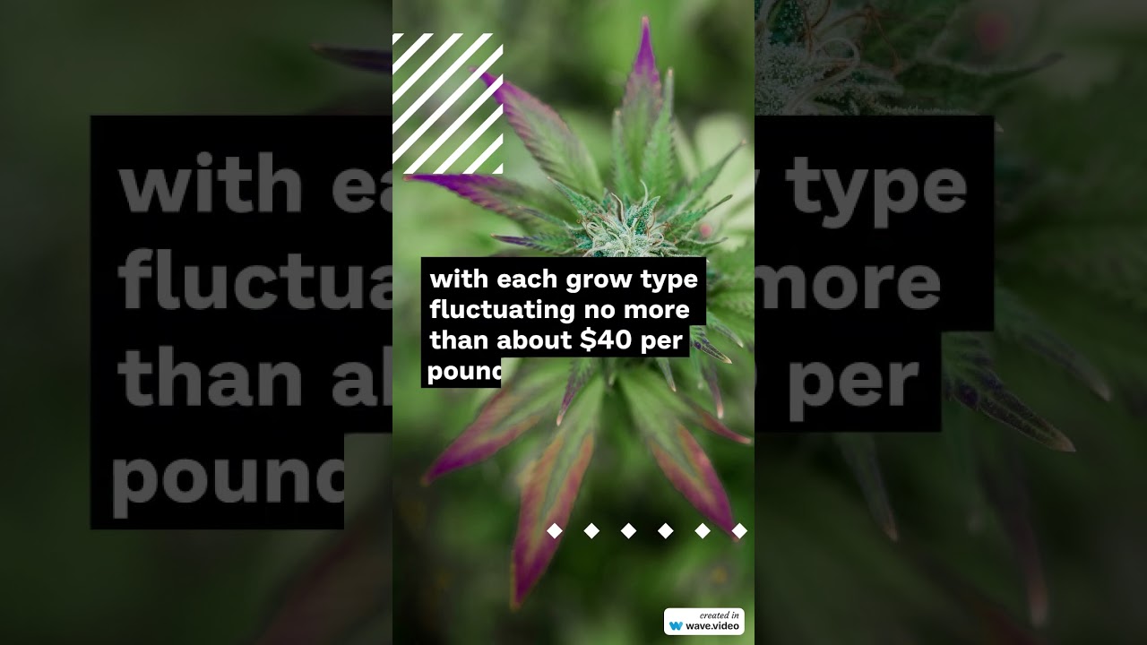 Cannabis Benchmarks US Spot Index Report for February 23, 2024 #marijuana #cannabiseducation