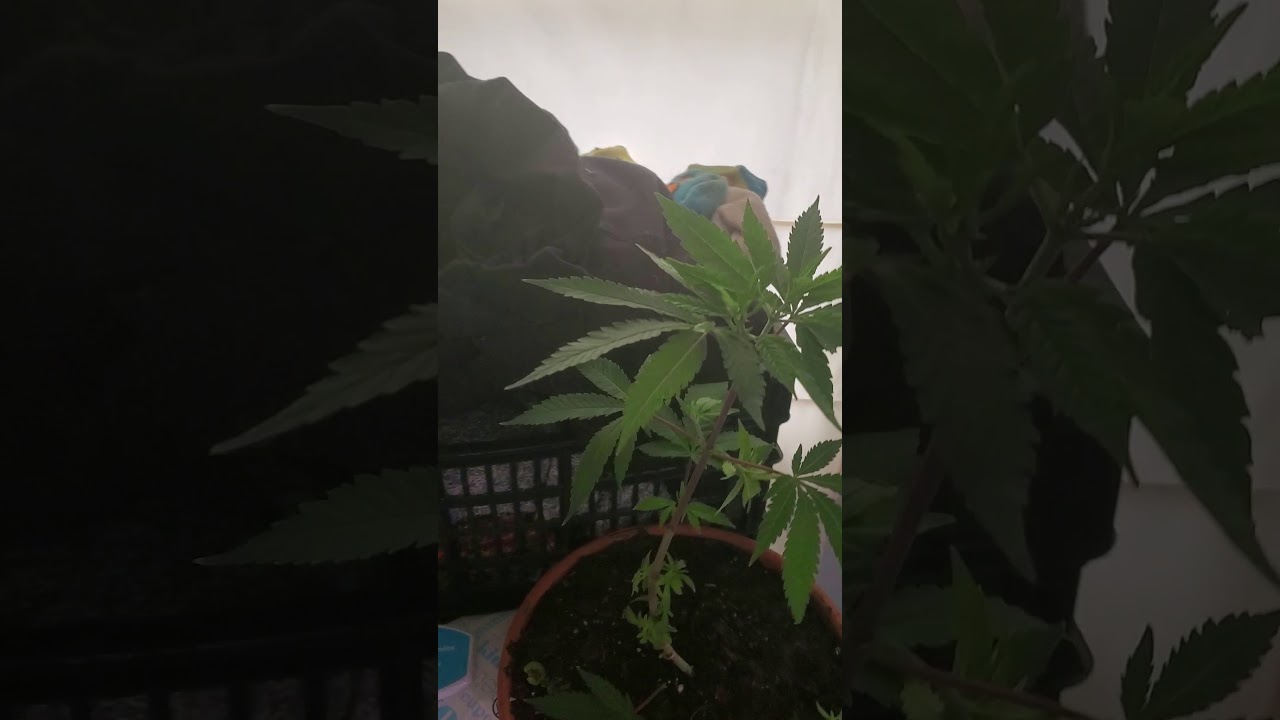 what to do with male marijuana plants