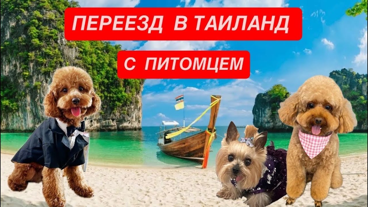 Как прилететь в Таиланд с домашним питомцем. Пошаговая инструкция. Как мы летели с тремя собаками.