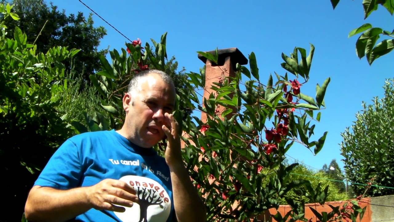 Semillas de arce que germinar muy muy rapido verano 2015