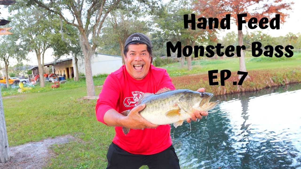 Hand Feed Monster Bass EP.7