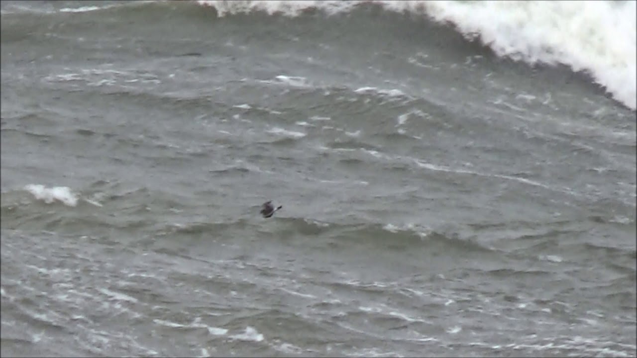 Klykstjärtad stormsvala/ Leach´s Storm Petrel