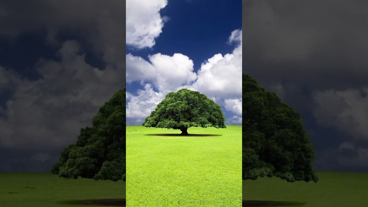 1400 years old Sahabi tree 🌲 #muhammadﷺ #shorts #islamic #video #youtubeshorts #ytshorts #trending