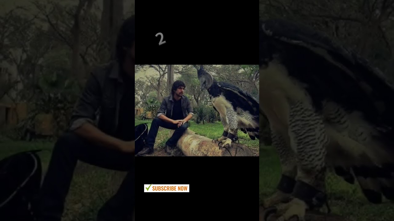 3 Burung Garuda Asli Terbesar di Dunia dan Masih Ada hingga Saat Ini#shorts