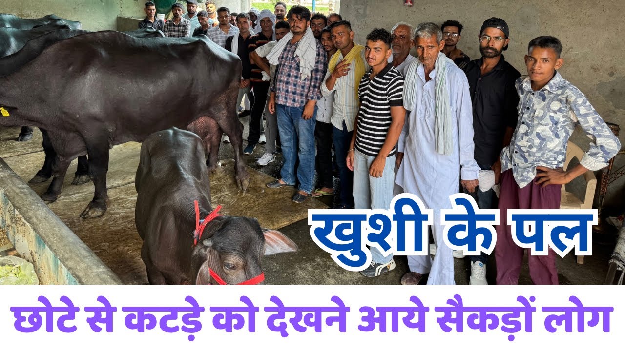 #7787 Cobra🐍 - एक छोटे से बच्चे को देखने के लिए जमा हुई सैकड़ों की भीड़ - शानदार वीडियो