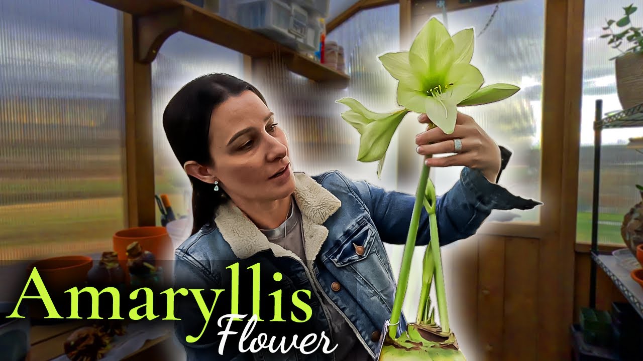 Amaryllis bulbs | All About Amaryllis: Planting, Care, and Blooming Tips!