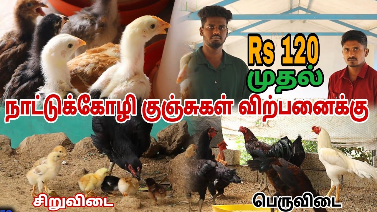 🔥 நாட்டுக்கோழி குஞ்சுகள் தமிழ்நாடு முழுவதும் அனுப்பப்படும் #pannaiveedu 