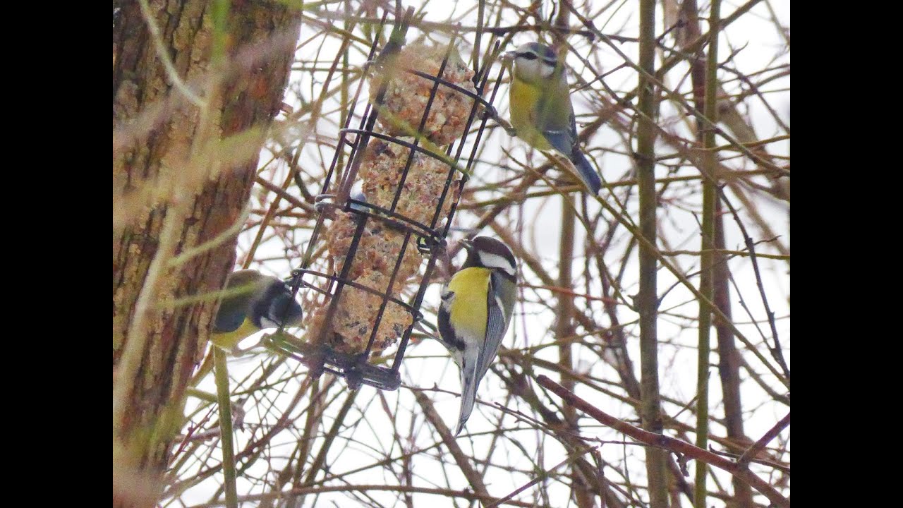 Reinheimer Teich Schneerunde 26.1.2026