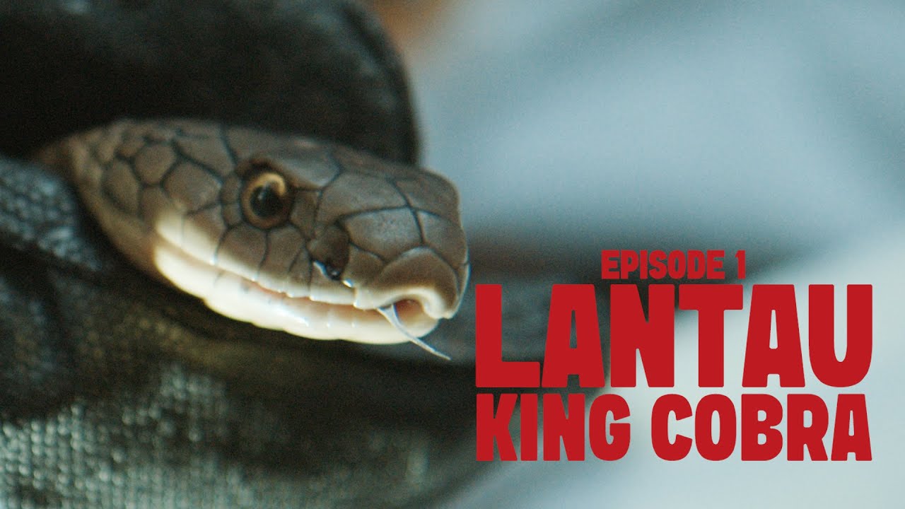 HK SNAKES || Episode 1 - Lantau King Cobra