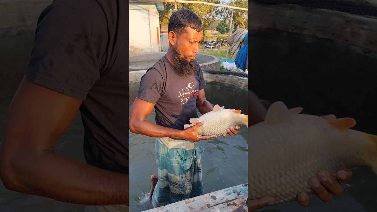 carp fish feeding trick 