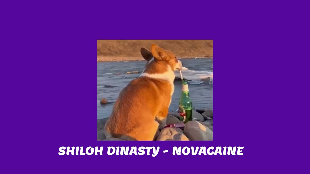 shiloh dinasty - novacaine(1 hours loop)
