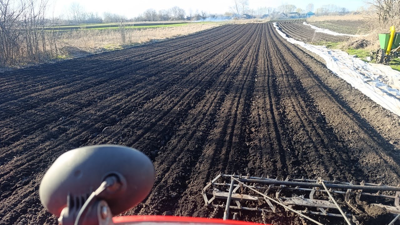 Перший обробіток ранньої картоплі Рів'єра! Розвитку картоплі в грунті на експериментальних ділянках!