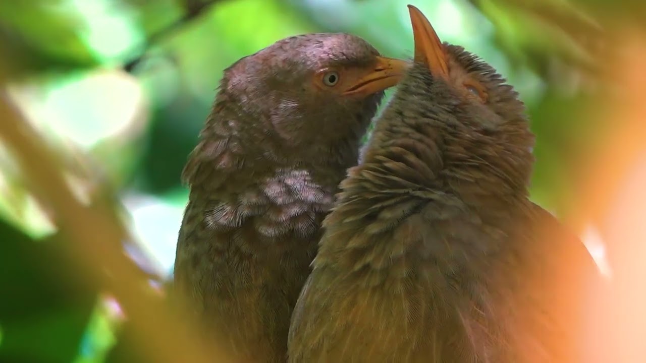 Yellow Babblers Clean Each Others Feathers