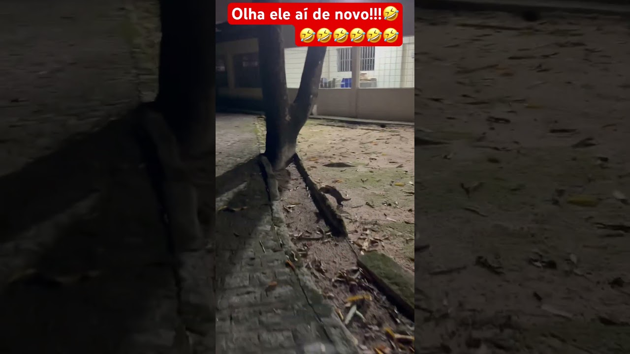 Gamb&aacute;/cassaco/tacuazin/timbu