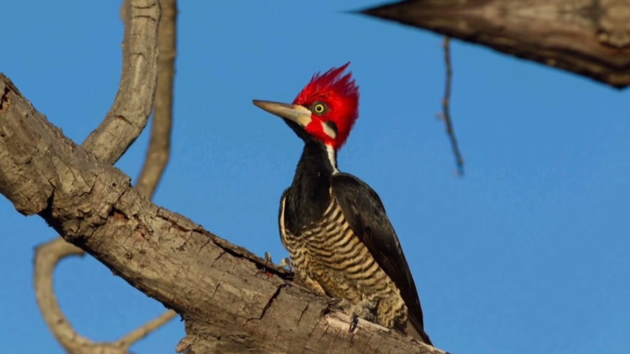 Canto do Pica pau 2025 #aves #natureza #fotografia #birds #passaros #avesdobrasil