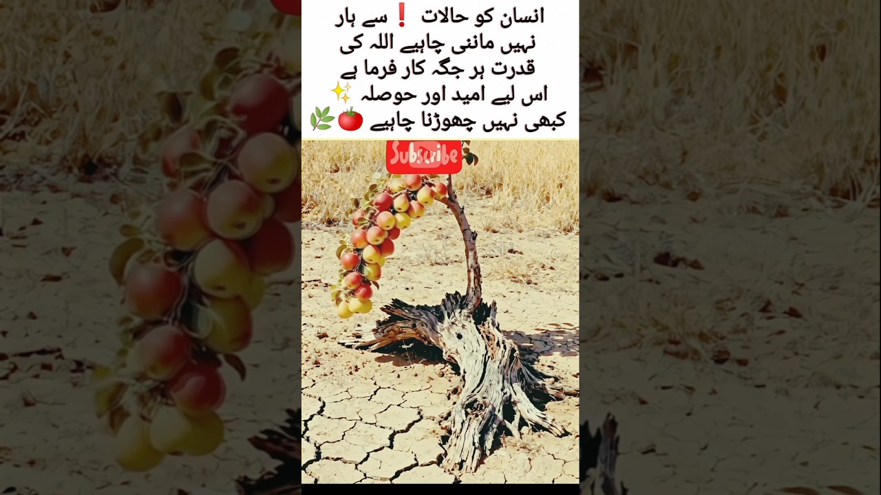 Never Lose Hope &mdash; Allah&rsquo;s Power is Always with You 🤲✨#FaithInAllah 🌙 #NeverLoseHope 💫 #StayStrong 💪