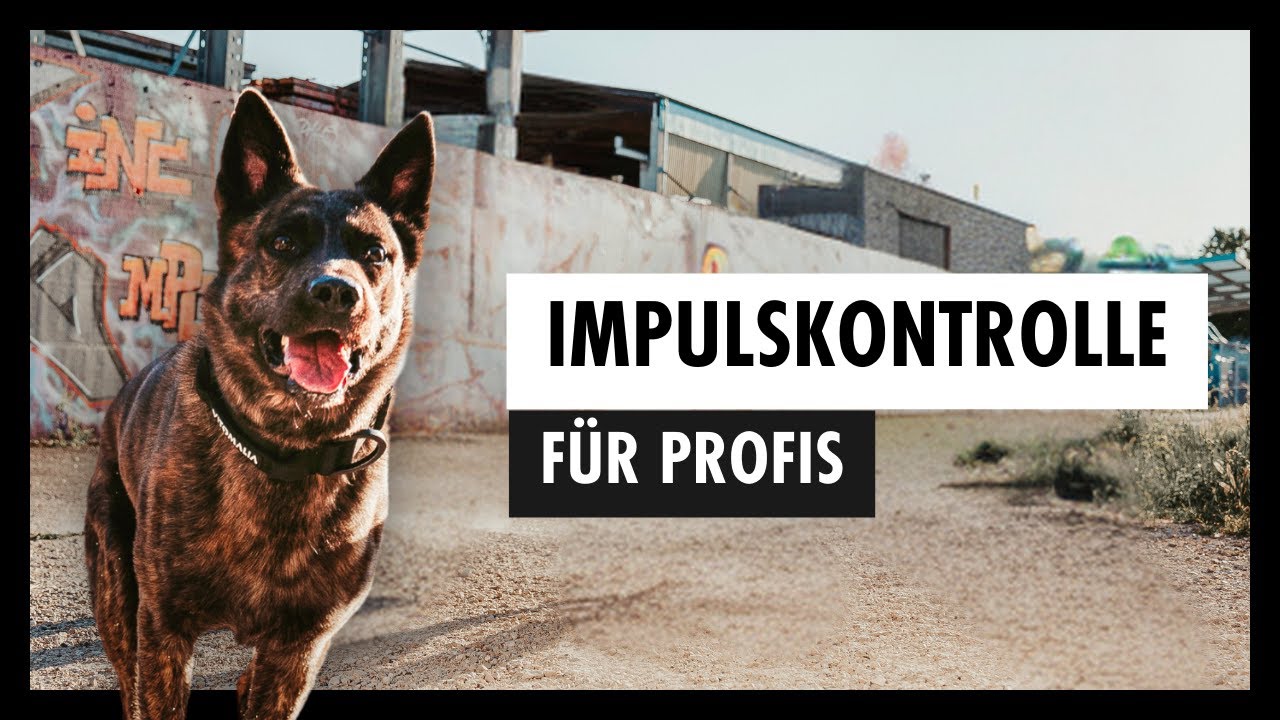 IMPULSKONTROLLE Beim Hund Für Profis  +  🆓 3 Trainingspläne Zum Download [Teil 4/4]
