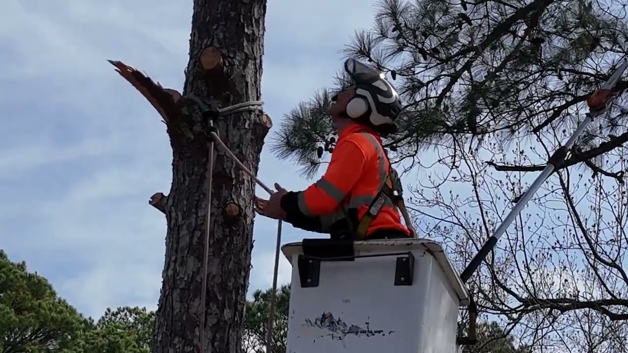Rotting 102 ft Pine Take Down