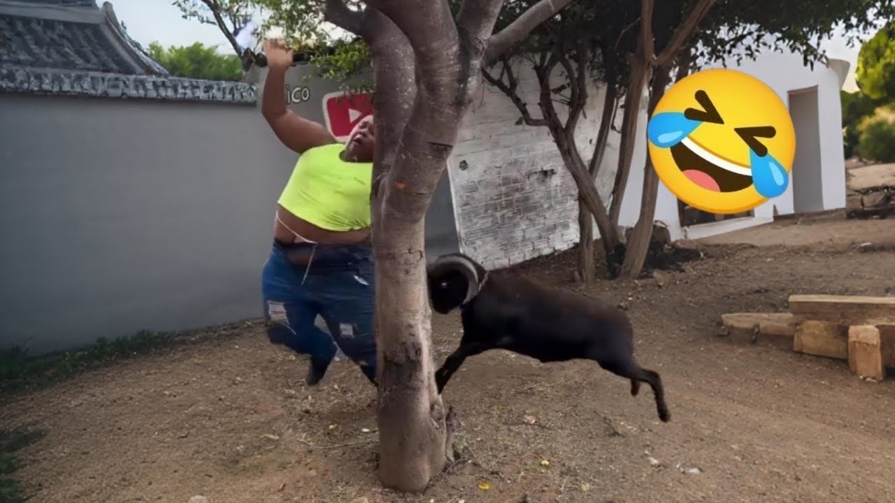 Try Not To Laugh 🤣 Top 100 Funniest Videos Ever 😂 | Funny Videos Compilation 2026 #25