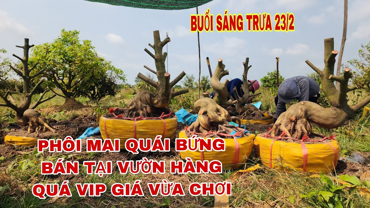 Buổi trưa 23/6 phôi mai quái bứng bán tại vườn giá vừa chơ☎0907813169