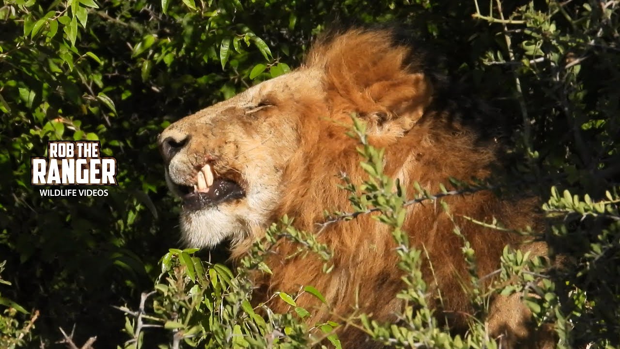 Lion Pride Emerging From the Thickets!! | Lalashe Mara Ripoi Safari